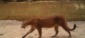 IBAMA enviará equipe para avaliar existência de onça na zona rural de Tauá