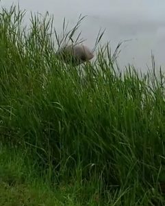 Corpo Encontrado Boiando Na Lagoa do Parque da Cidade