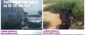 Animal na pista provoca acidente na CE-187 em Tauá