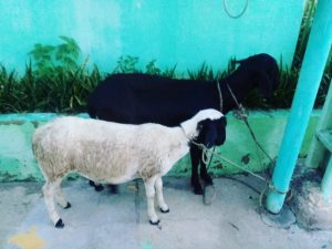 Três homens foram presos nesta sexta-feira (26) em Tauá, acusados de furtos de semoventes.